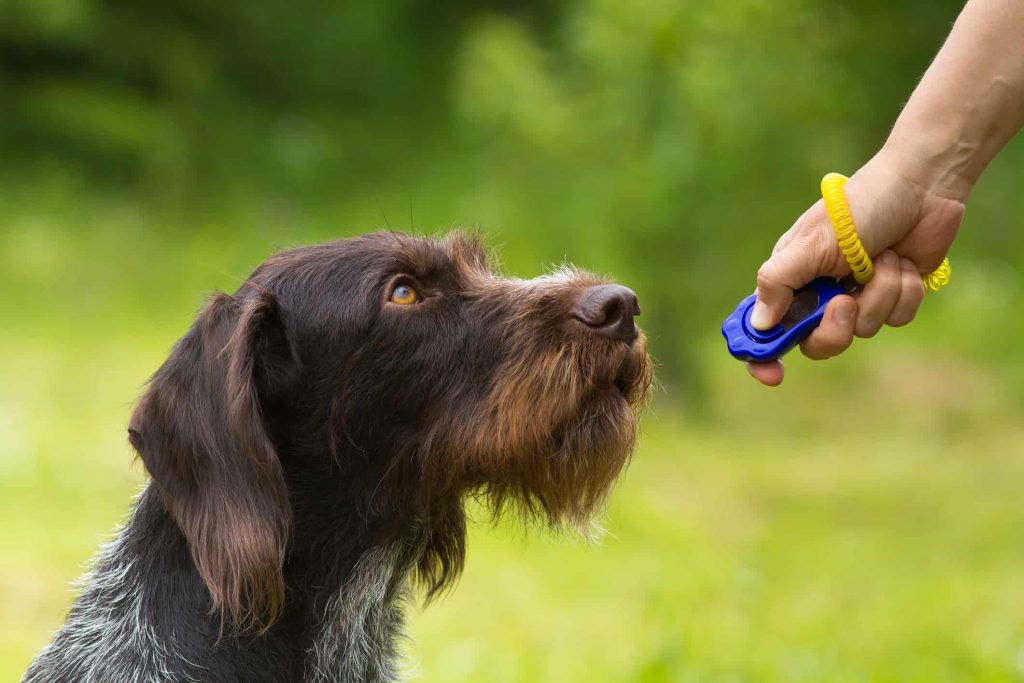 An owner using a clicker for training their dog
