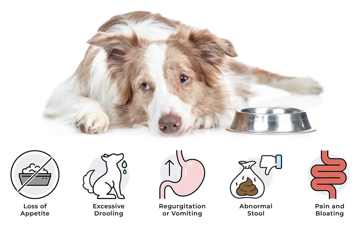 common digestive health issues in pets