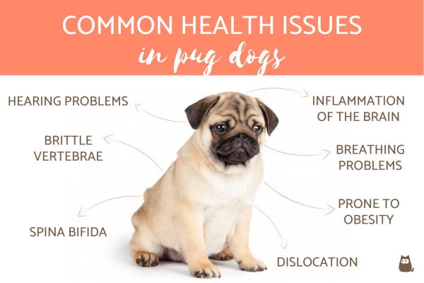 serious health problems in dogs