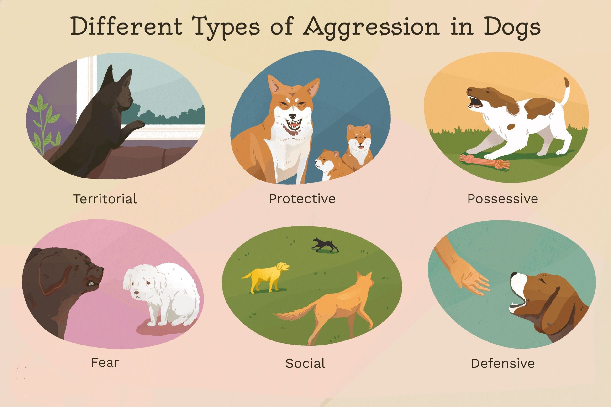 A chart illustrating the different types of pet aggression