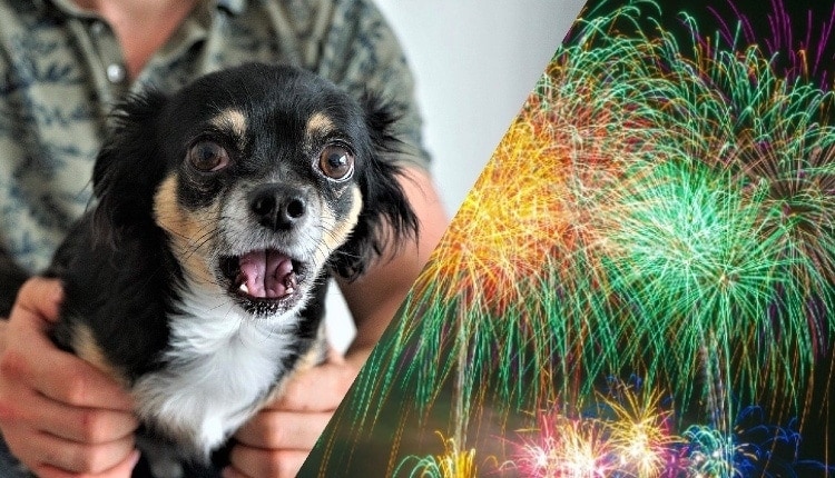 pet dog being comforted by its owner during a fireworks display.