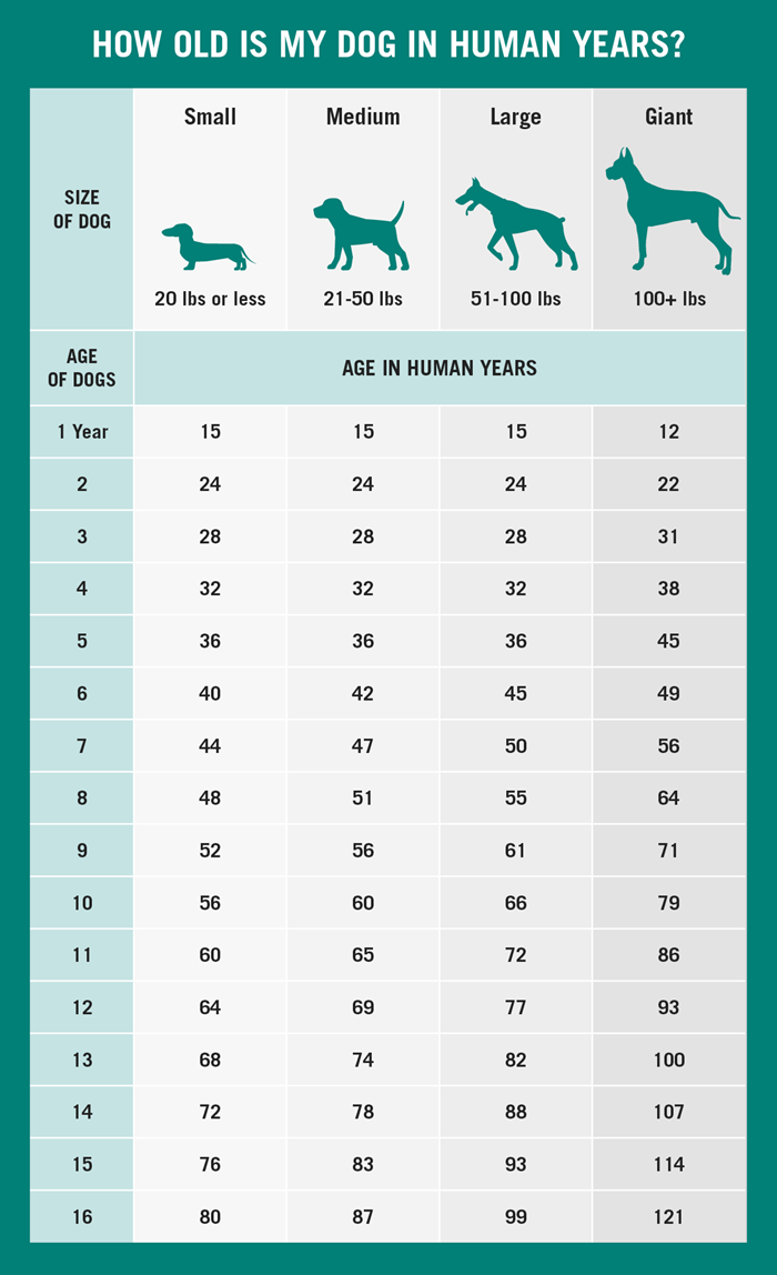 chart visually demonstrating how to calculate your pet's age in human years