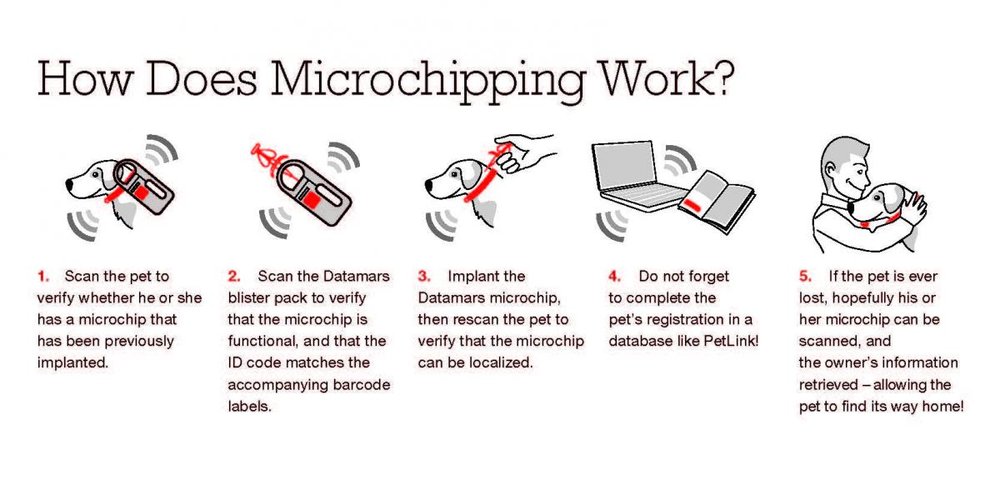 Infographic showing the process of microchipping a pet and updating the information.