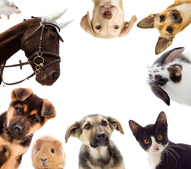 A collage showcasing different types of therapy pets including dogs, cats, rabbits, and horses.