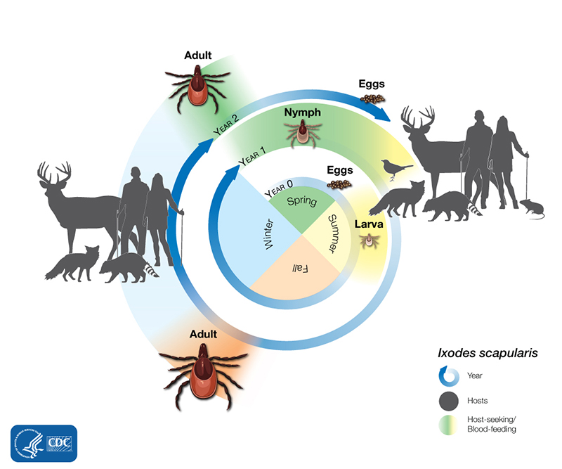 lifecycle chart for ticks, fleas, and mites