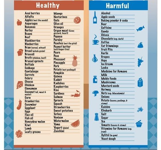 safe and unsafe human foods for pets.