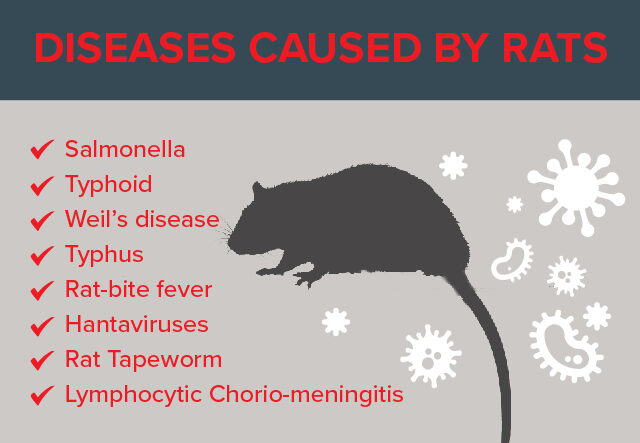various diseases transmitted by rodents