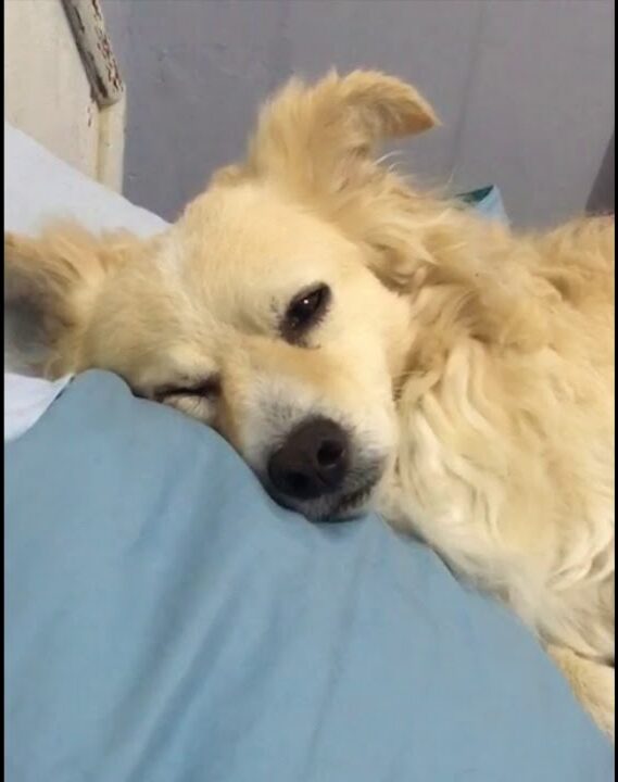dog depicting REM sleep behaviors.