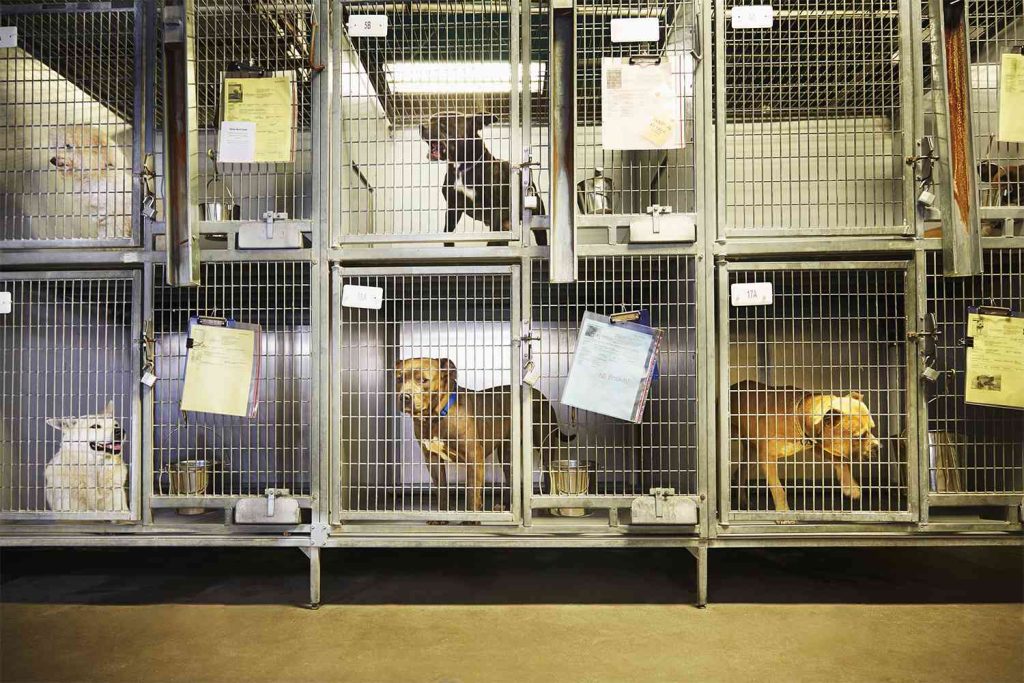 pets in shelter
