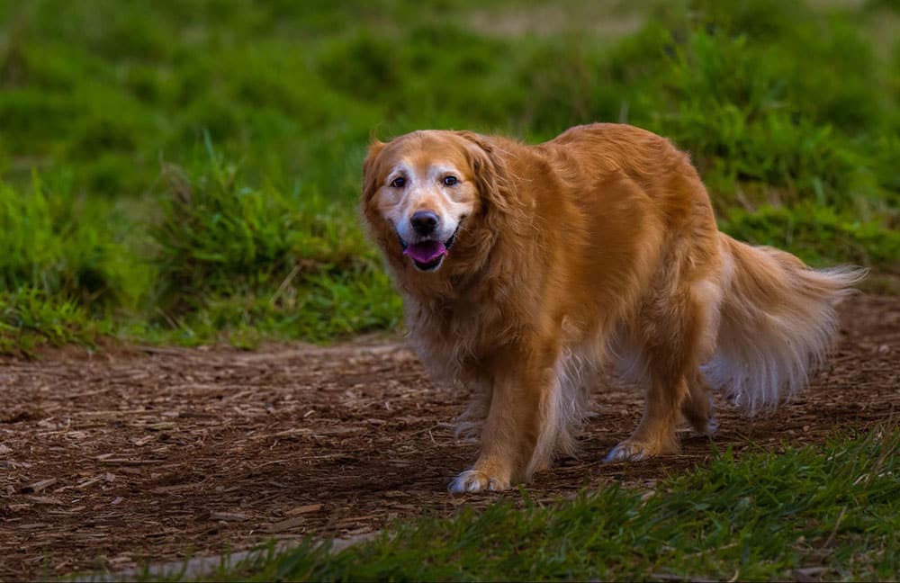 A senior dog engaging in moderate exercise in a park