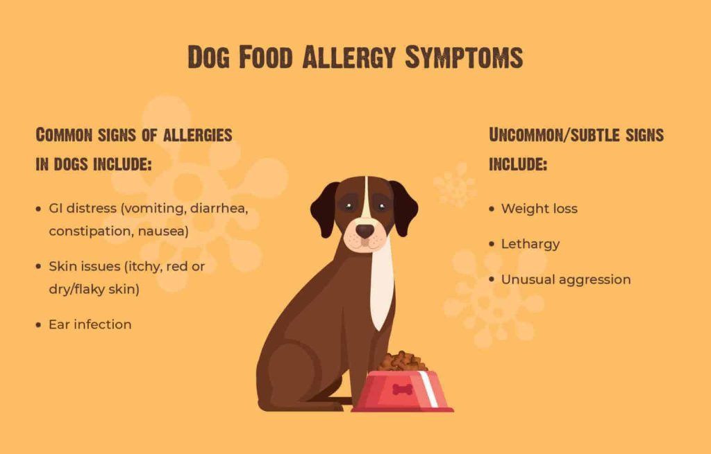 Dog food allergy symptoms