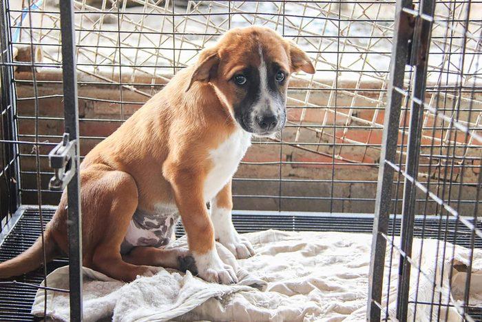 Inside of a well-maintained animal shelter