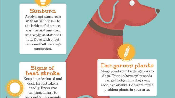 safety guidelines for outdoor activities with pets