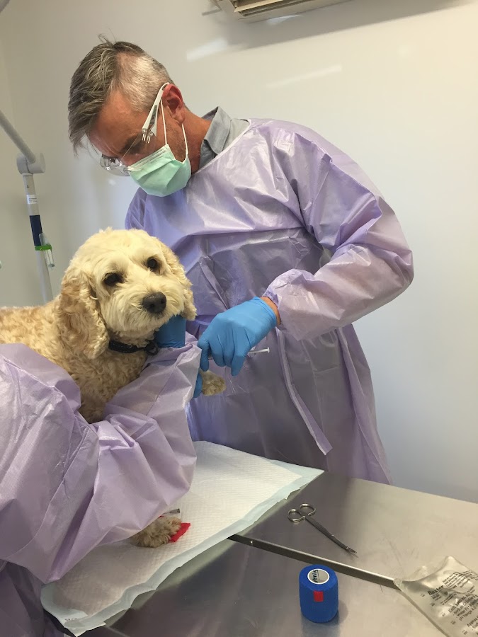 Northern Illawarra Veterinary Hospital - Pets Australia