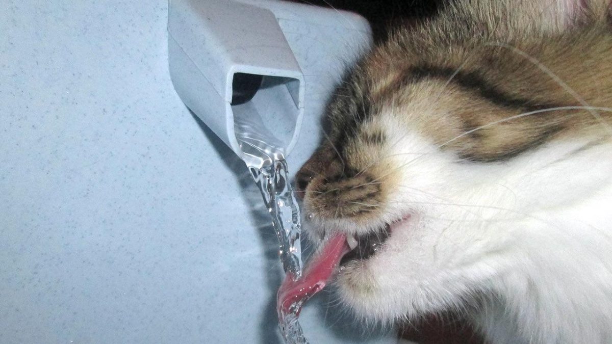 Abnormal water intake in Cats