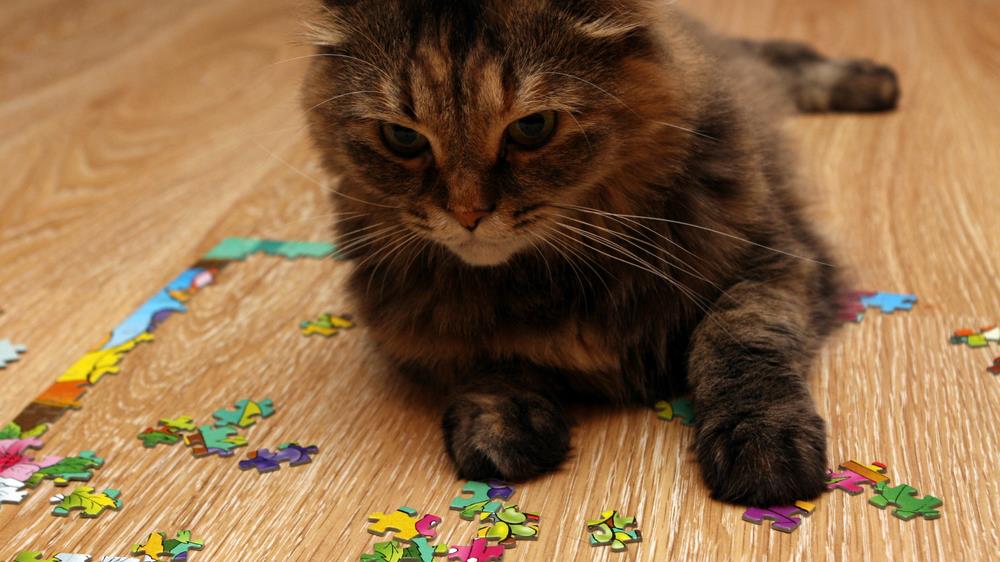 cat playing puzzle lying on the floor