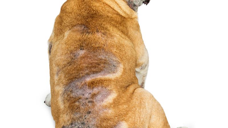 Senior bulldog with skin rashes and hair loss from allergies. Dog is facing away showing back.