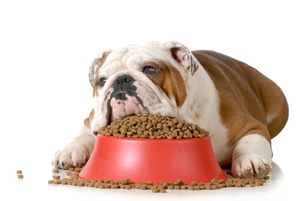 The Dangers of Overfeeding Your Pets