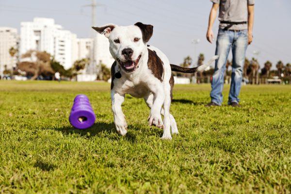 A happy, healthy dog playing in a park