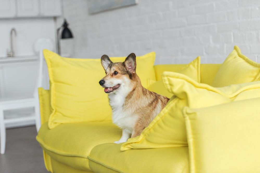 A dog sitting happily in a well-organised apartment