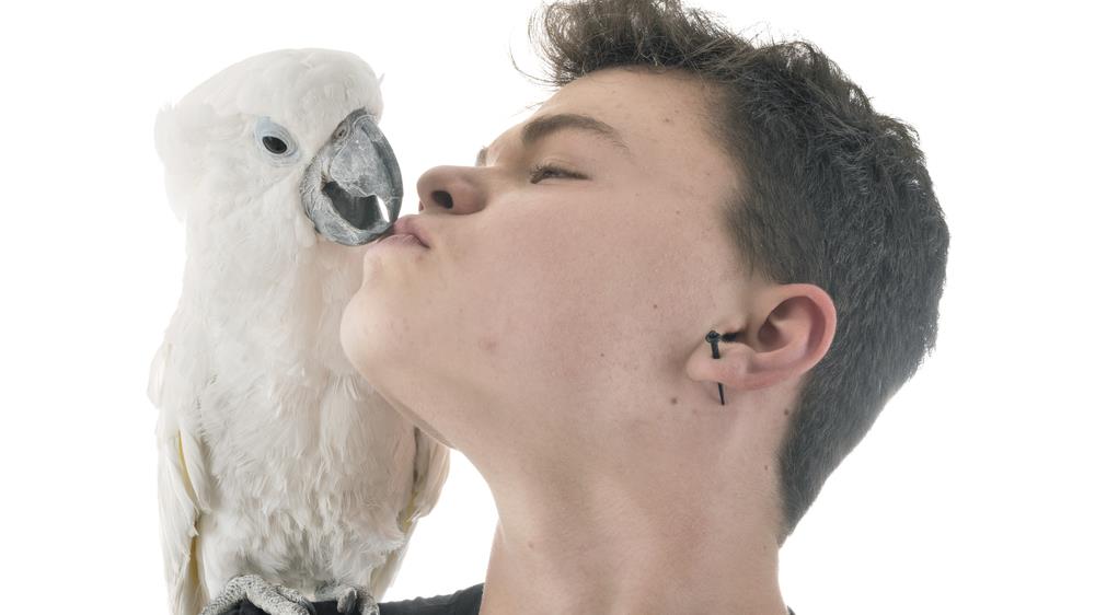 A caretaker interacting with a cockatoo