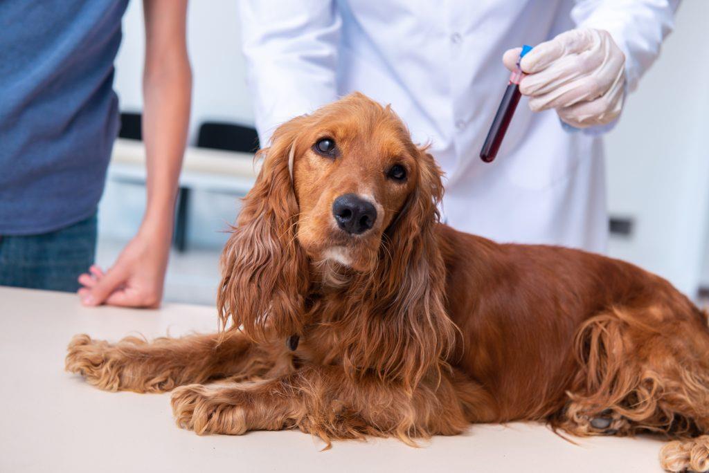 A veterinary professional conducting a blood test on a pet