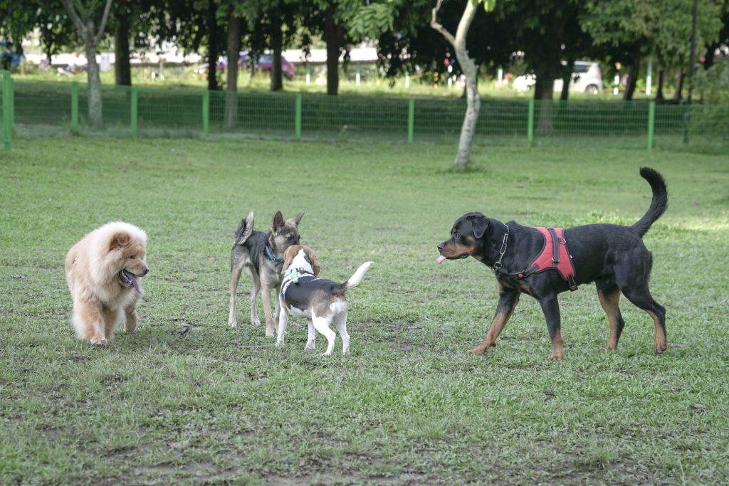 A variety of pets enthusiastically participating in different forms of exercise.