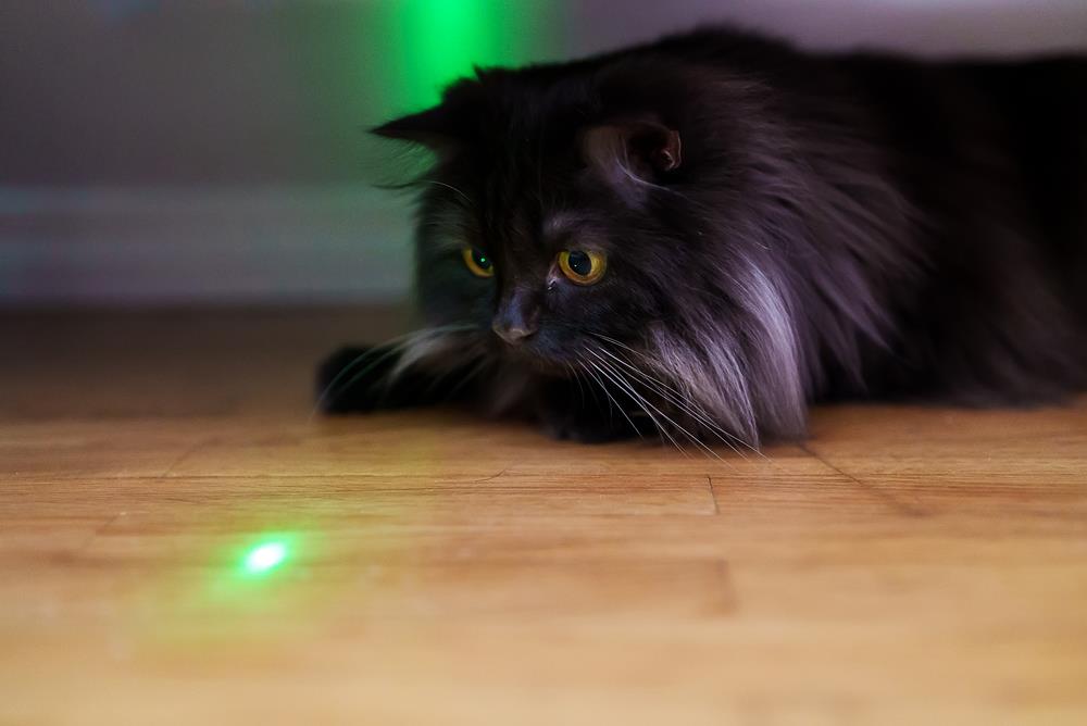cat chasing a laser pointer and a dog fetching a ball.