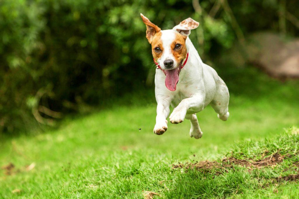 A pet dog happily playing fetch in a park, illustrating the benefits of exercise for pets.