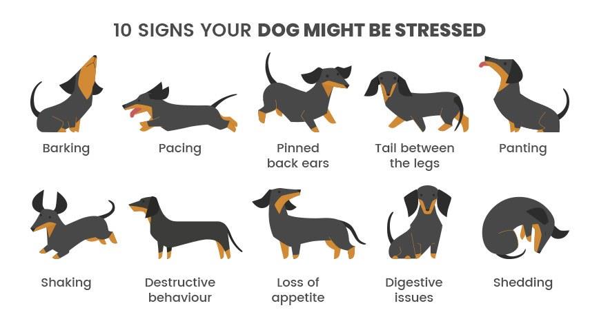 A chart showing common signs of stress and anxiety in pets.
