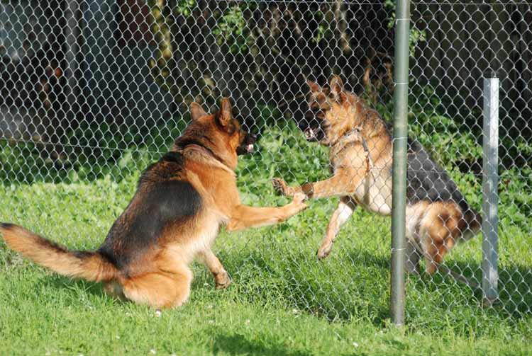 Two dogs meeting through a fence