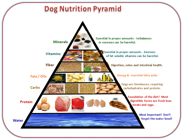 A chart showing the breakdown of a balanced puppy diet