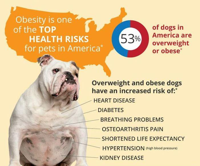 An infographic showing the health risks associated with pet obesity.