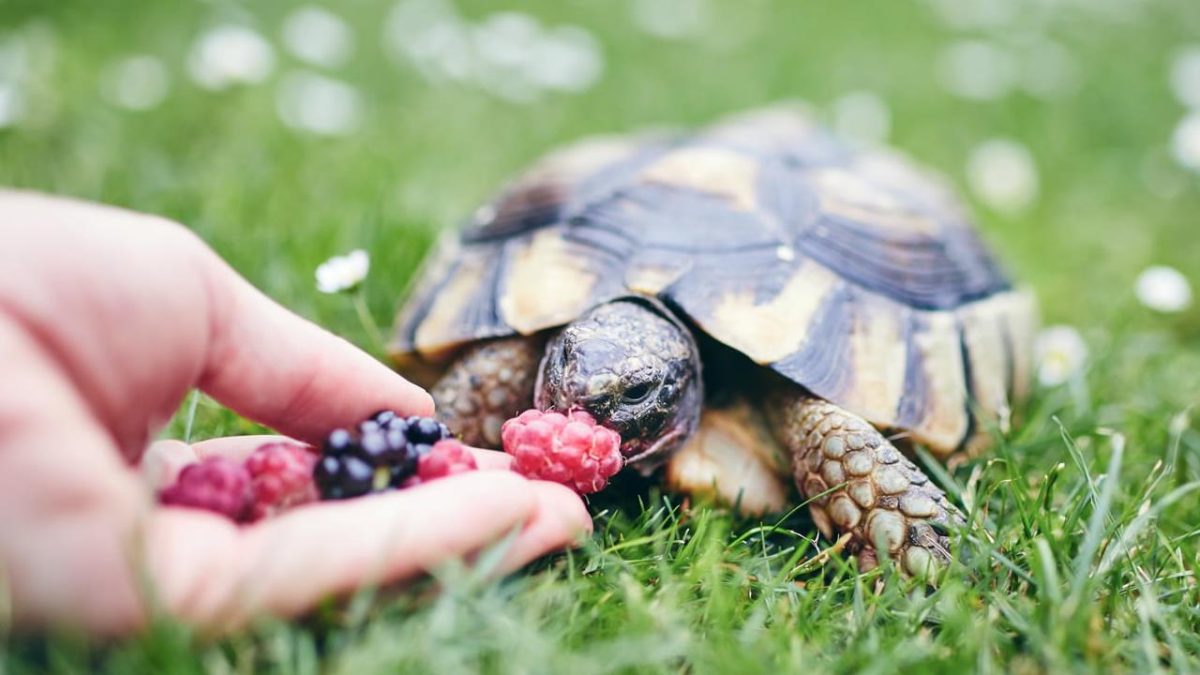 Feeding and Caring for your Pet Turtle