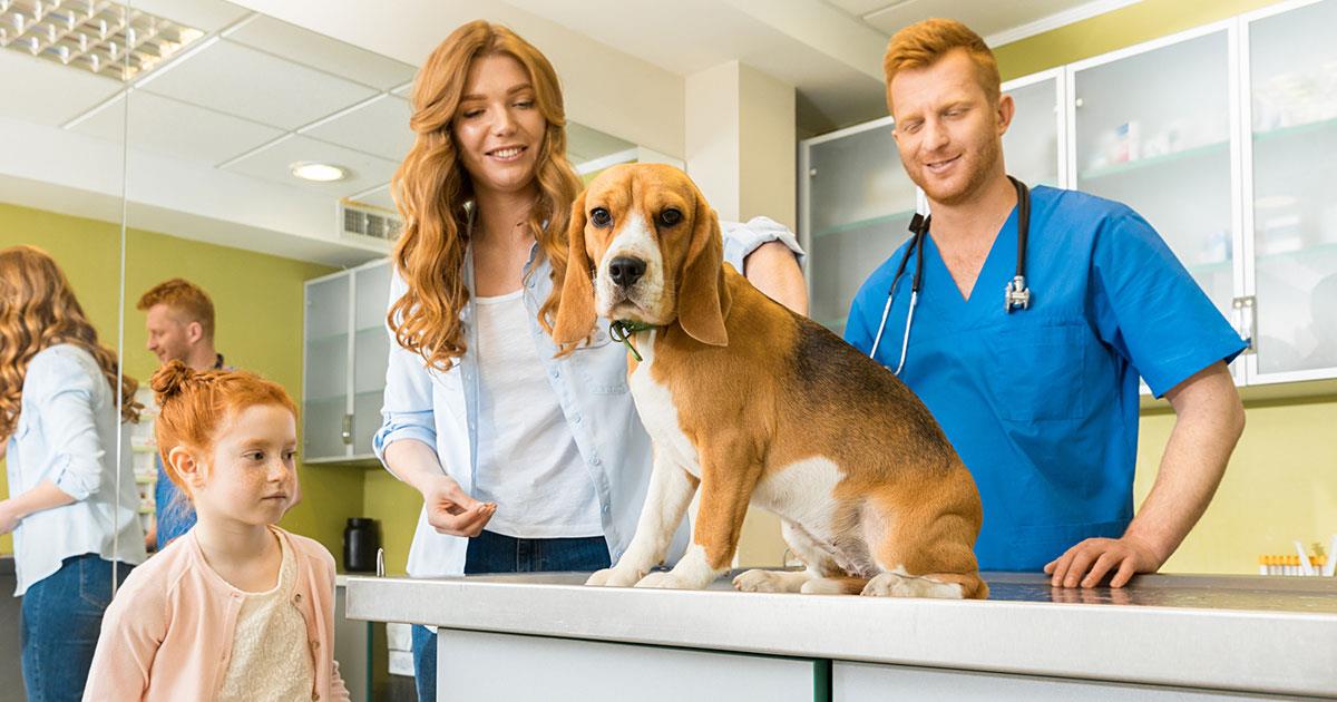 A vet checking a dog adopted from a shelter.