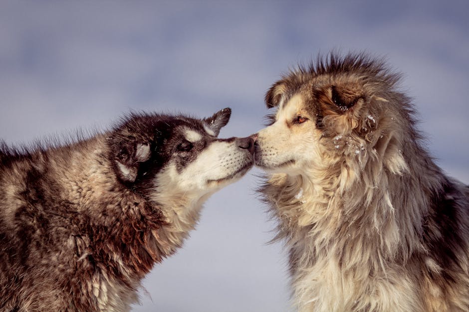 Alaskan_Malamute_Care Image 3