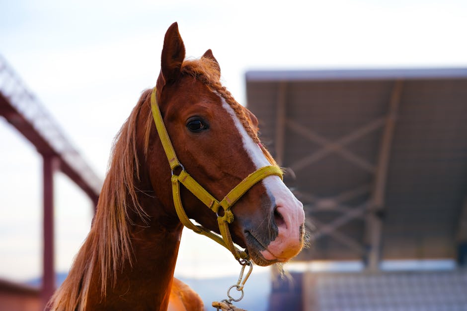 American_Quarter_Horse Image 2