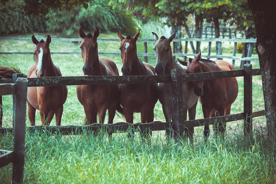 American_Quarter_Horse Image 4