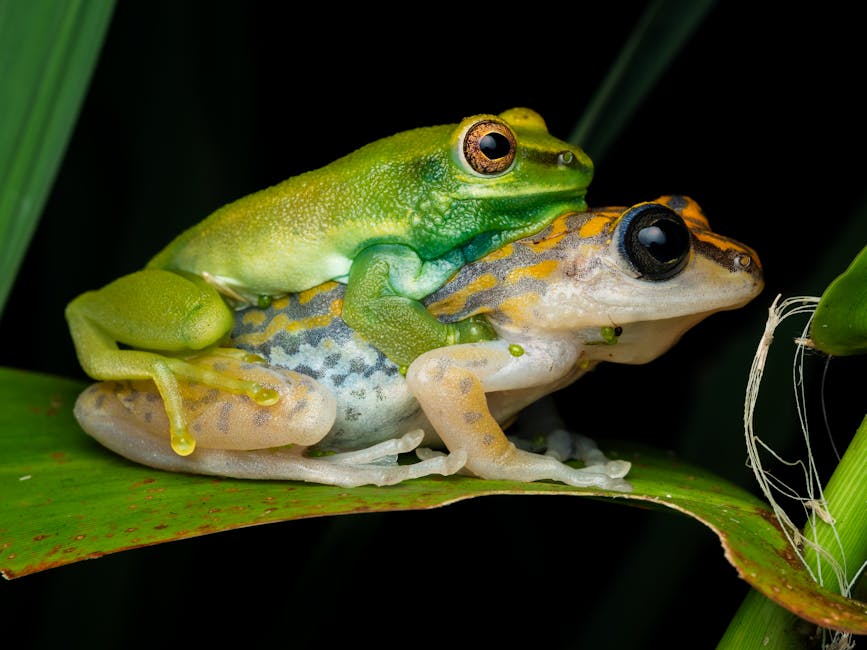 Amphibians_As_Pets Image 1