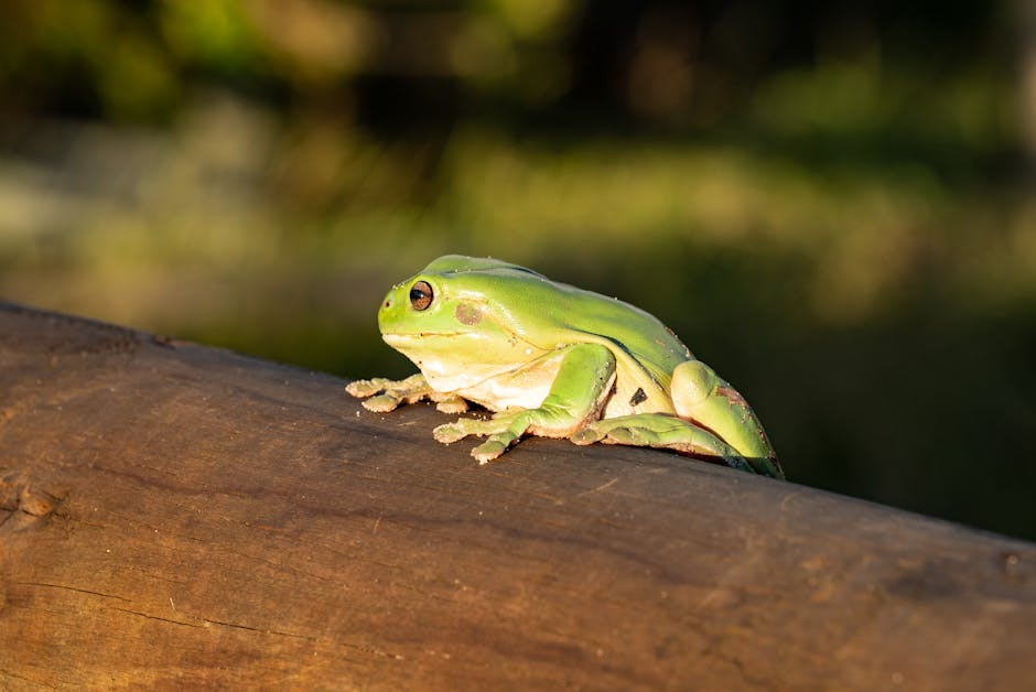 Amphibians_As_Pets Image 4