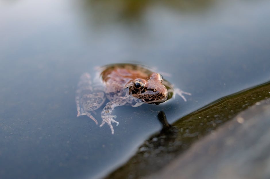 Amphibians_As_Pets Image 5