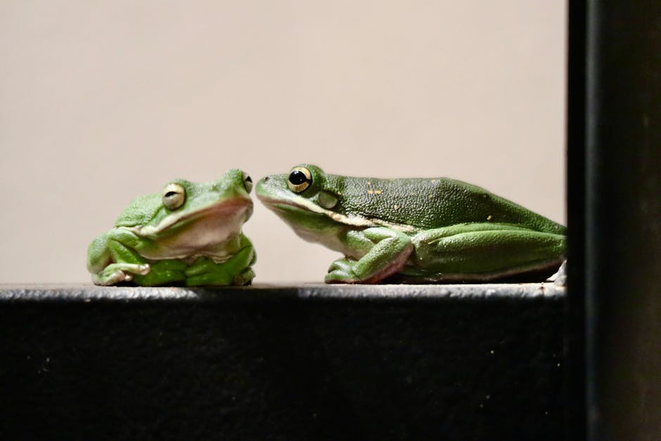 Amphibians_As_Pets Image 3