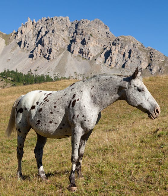 Appaloosa_Horse Image 3