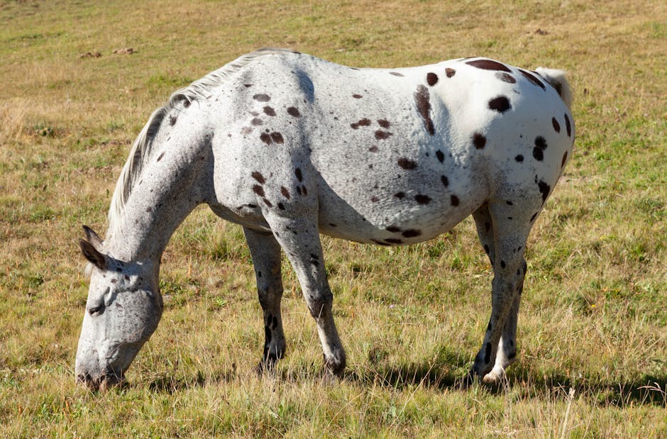 Appaloosa_Horse Image 1