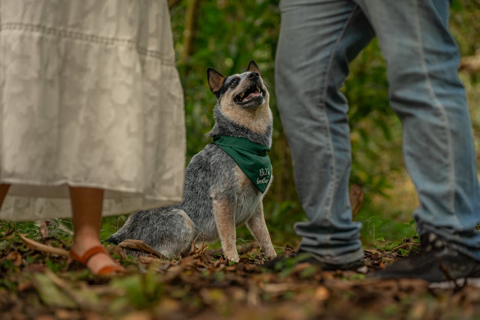 Australian_Cattle_Dog Image 9