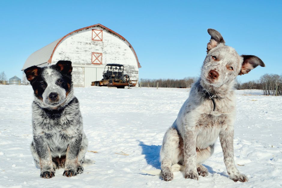 Australian_Cattle_Dog Image 3