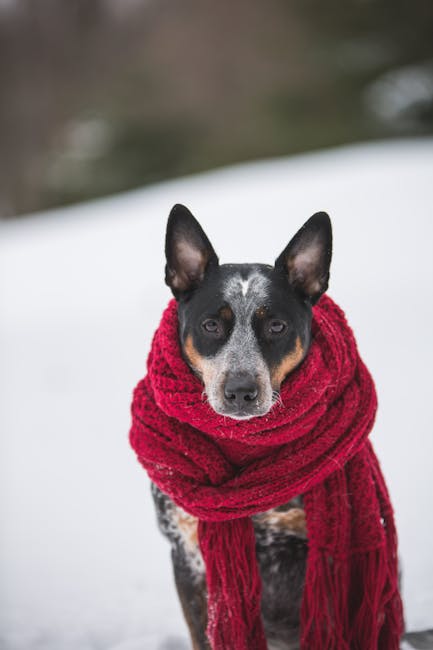 Australian_Cattle_Dog Image 5