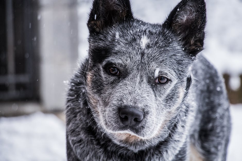 Australian_Cattle_Dog Image 12