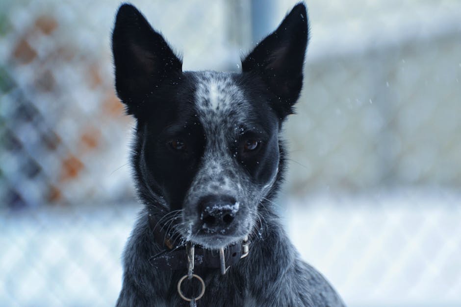 Australian_Cattle_Dog Image 7