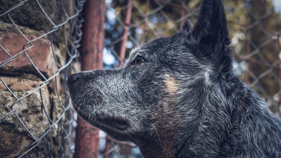 Australian_Cattle_Dog Image 8